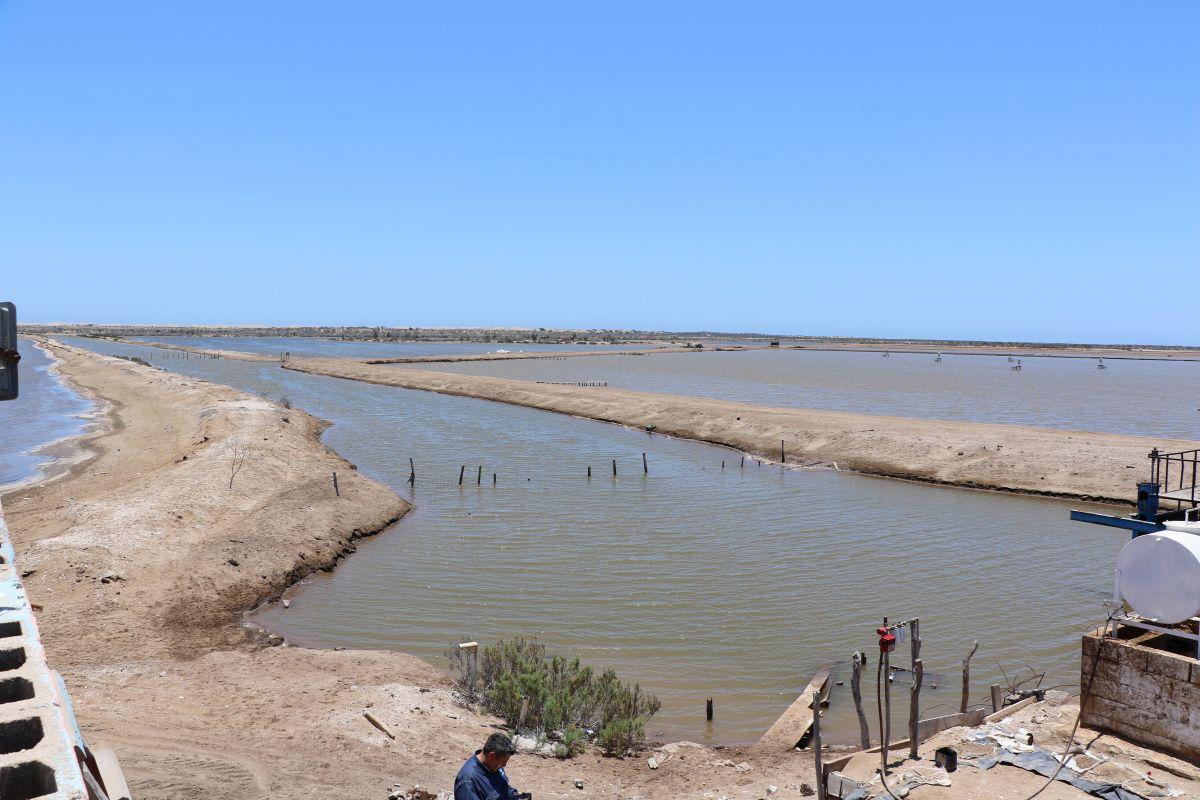 Resaltan Sagarhpa y el Cosaes sanidad y liderazgo del camarón sonorense a nivel mundial  Hermosillo, Sonora; 24 de noviembre de 2025.- Para fortalecer la competitividad y sanidad de la acuacultura sonorense, el Comité de Sanidad Acuícola del Estado de Son
